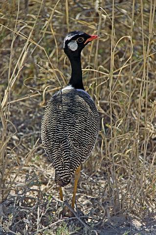 215 Etosha NP, zwarte trap.JPG